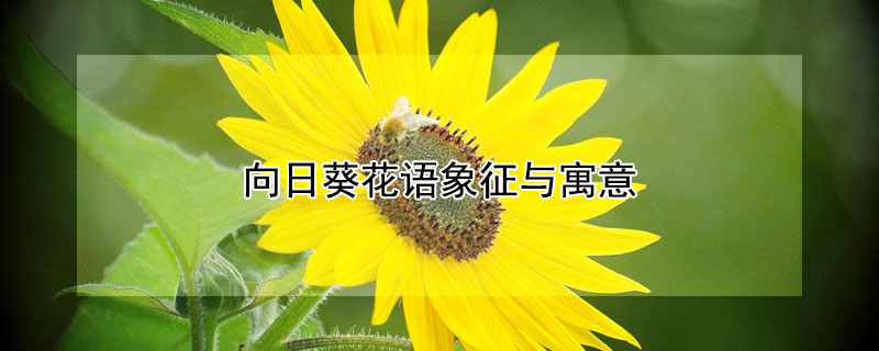 向日葵花语象征与寓意