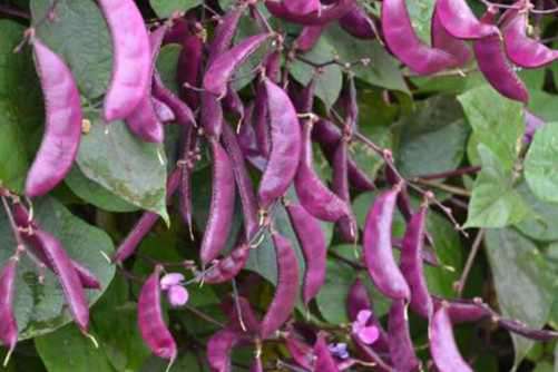 孕妇可以吃扁豆吗？孕妇吃扁豆应注意以下几点