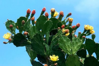 仙人掌的养殖方法和注意事项