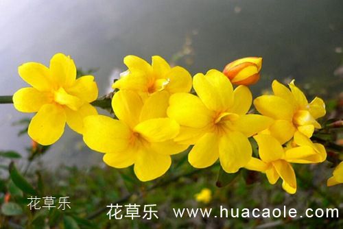 迎春花怎么养 迎春花盆景的制作介绍