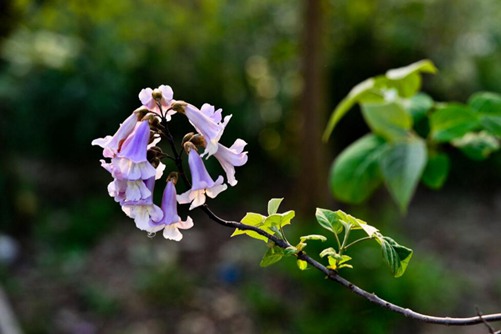 泡桐的养殖方法和注意事项，泡桐怎么养开花更好看
