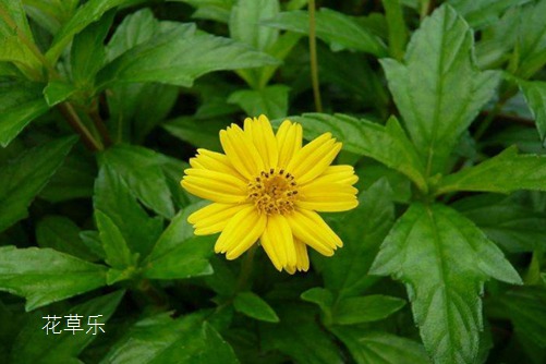 蟛蜞菊花语：脆贞不于、忠贞不渝