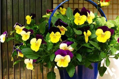 三色堇的养殖方法和注意事项