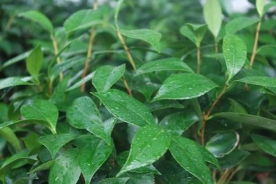 茶花怎么扦插？茶花怎么繁殖？茶花的扦插时间和方法