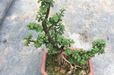 金枝玉叶怎么养才好