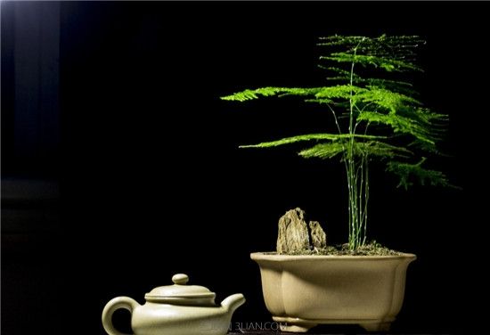 花语大全：文竹花语及送人有什么寓意？