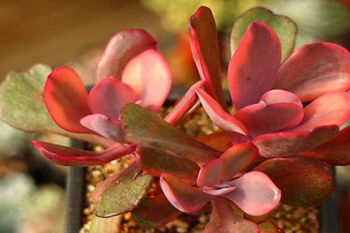 刚种的多肉可以浇水吗？不能浇原因小编告诉你