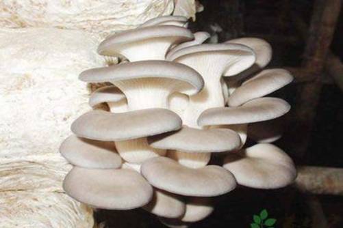 凤尾菇和平菇一样吗？当然不一样，它们的区别在这里