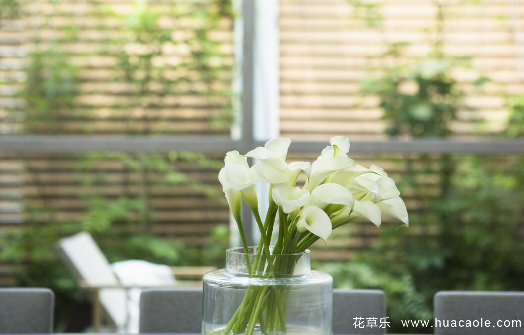 马蹄莲花语及马蹄莲的花语传说