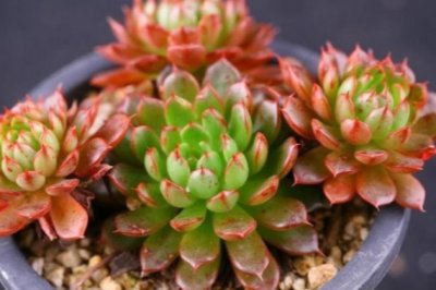 多肉植物怎么养长得快