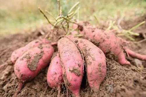红薯不能和什么一起吃， 真相来了！红薯不能和这些一起吃
