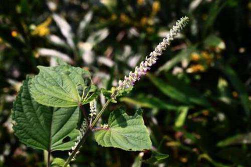 这才是紫苏叶的正确做法，简直太香了，每次都吃到停不下来