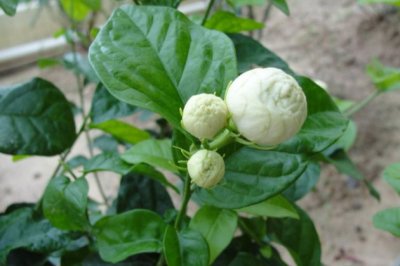 虎头茉莉的养殖方法和注意事项