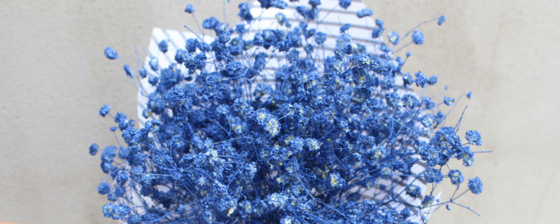 蓝色满天星的花语