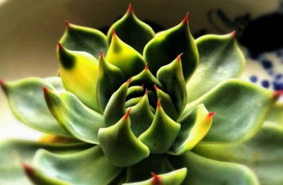 多肉植物的养殖技术