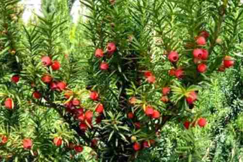 红豆杉怎么养？植物黄金红豆杉的养殖方法