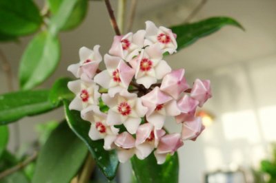 球兰的养殖方法和注意事项