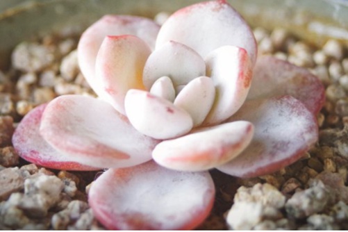 多肉雪莲怎么养？虽然不是天山雪莲，但也冰清玉洁