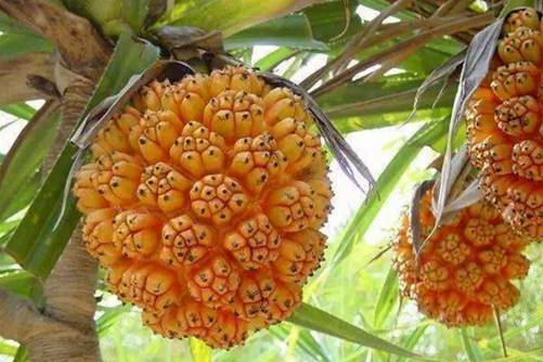 露兜果的功效与作用，露兜果不止可以用来吃还可以玩