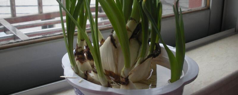 洋水仙水培的养殖方法