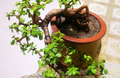 金枝玉叶怎么养才开花