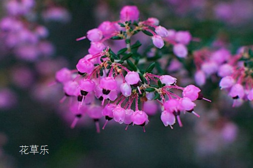 孤独寂寞、勇敢的象征；石楠花的花语