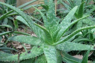 芦荟可以直接涂在脸上吗？芦荟祛痘祛斑效果好吗？