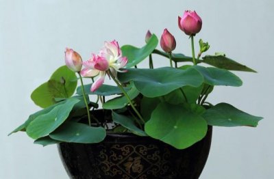 盆景怎么养比较好