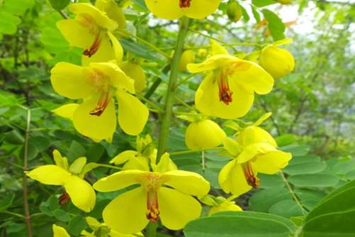 云实的功效和作用，云实束束黄花鸟不落 入药解毒除湿