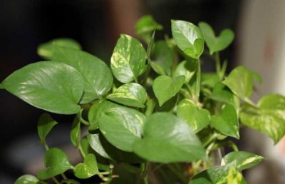 绿萝有毒吗？能放卧室吗？绿萝能除甲醛吗？