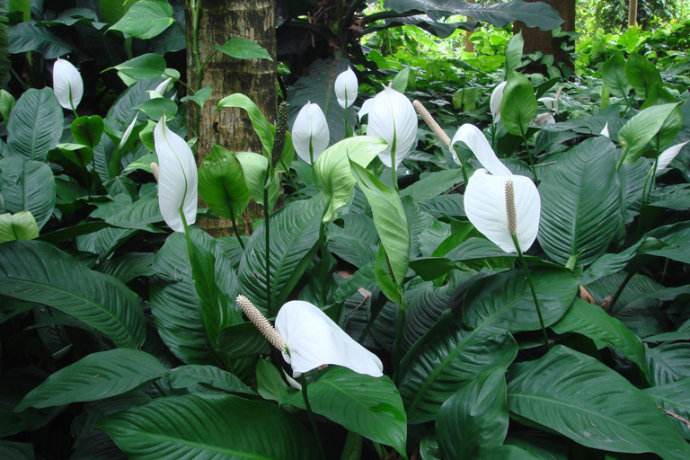 中考祝福送什么花最合适