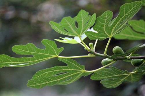 无花果叶的功效，无花果叶是个宝，可以解决你很多烦恼