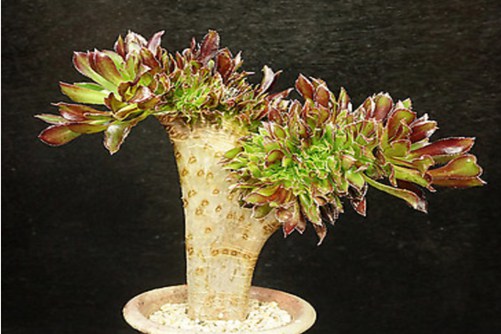 黑法师养殖方法，黑法师多肉界的美丽莲花