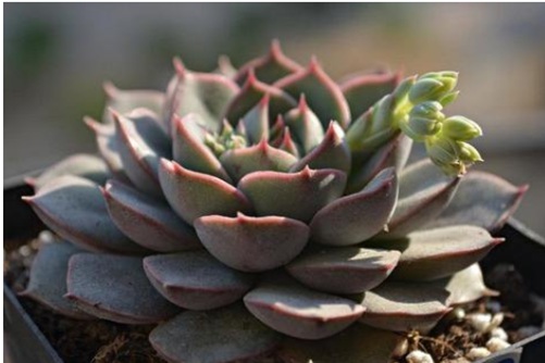 玫瑰夫人多肉怎么养？玫瑰玫瑰我爱你 ！