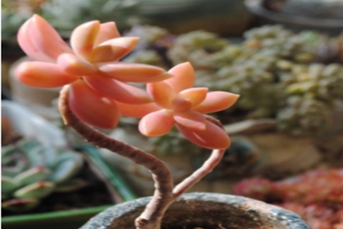 多肉软座怎样养？软座多肉韩国来的多肉植物