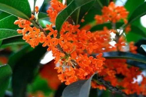 月月桂和日香桂有什么区别，月月桂和日香桂看这里就能分辨