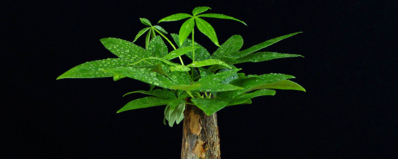 发财树施肥的正确方法