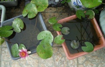 水培睡莲怎么养？睡莲水培种植方法