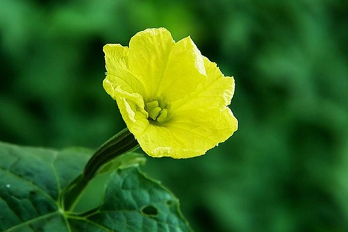 丝瓜花什么时候开花，丝瓜花的功效与作用