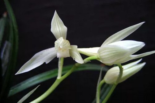 大雪素的养殖方法和注意事项，大雪素 花白如雪你值得拥有