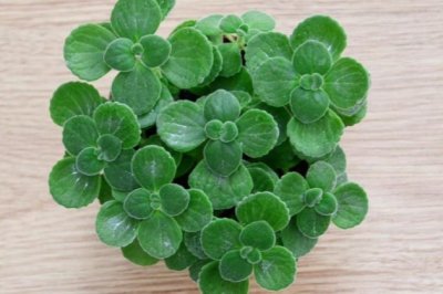 碰碰香冬天怎么养？冬季碰碰香的养殖方法和注意事项