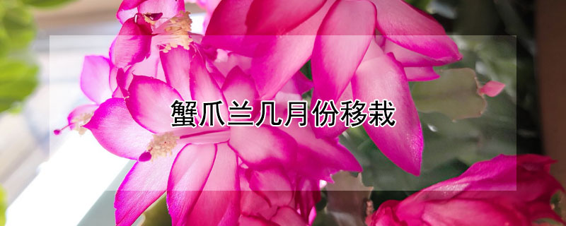 蟹爪兰几月份移栽