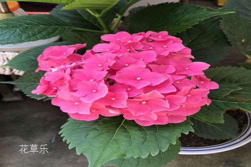 偶然的相遇，幸福就在你身边:天竺葵花语