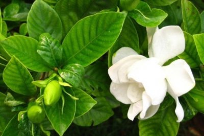 栀子花秋天怎么养？栀子花的养殖方法和注意事项