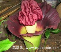 被人称之为“尸花”的泰坦魔芋花语和传说是什么