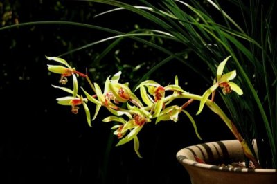 兰花怎么养才能更旺盛