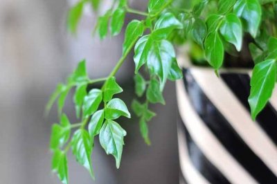 幸福树秋天怎么养？幸福树秋季的养殖方法