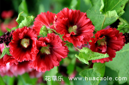 十二月花神之七月蜀葵花语和传说