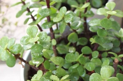 金枝玉叶怎么养才开花爆盆