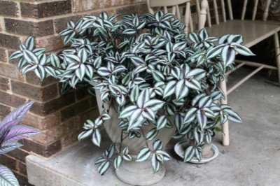 吊竹梅冬天怎么养？吊竹梅的养殖方法和注意事项